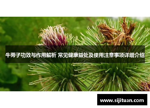 牛蒡子功效与作用解析 常见健康益处及使用注意事项详细介绍